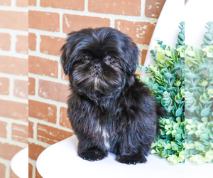 Shih Tzu Puppy for Sale in SYRACUSE, Indiana USA