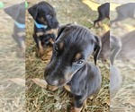 Small #7 Doberman Pinscher
