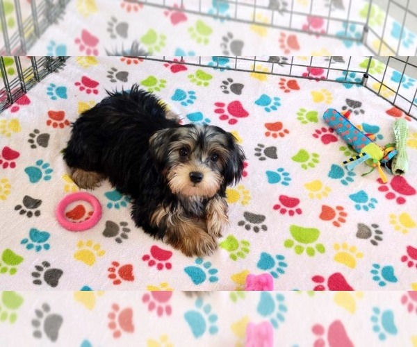 Medium Photo #8 Yorkshire Terrier Puppy For Sale in ORO VALLEY, AZ, USA