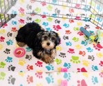 Small #7 Yorkshire Terrier