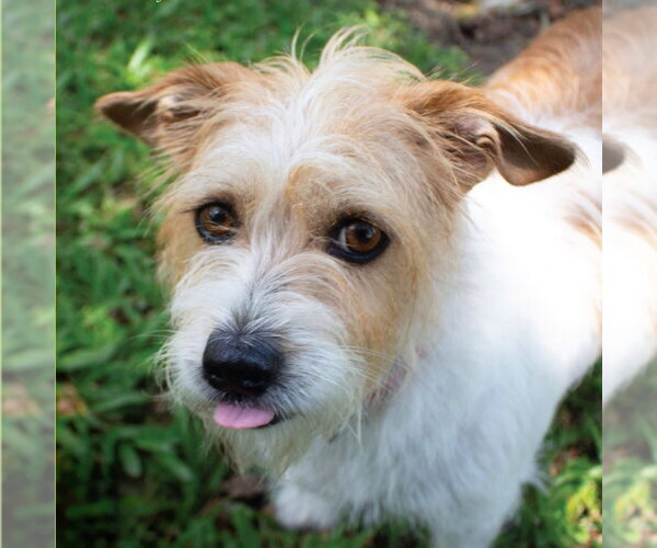 Medium Photo #1 Mutt Puppy For Sale in Canton, CT, USA