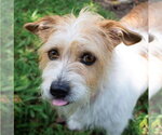 Martha - Female Mutt Dog for Adoption - Small photo