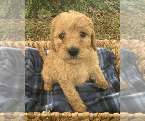 Medium Photo #1 Poodle (Miniature) Puppy For Sale in BERNE, IN, USA