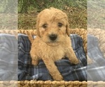 Small Photo #1 Poodle (Miniature) Puppy For Sale in BERNE, IN, USA