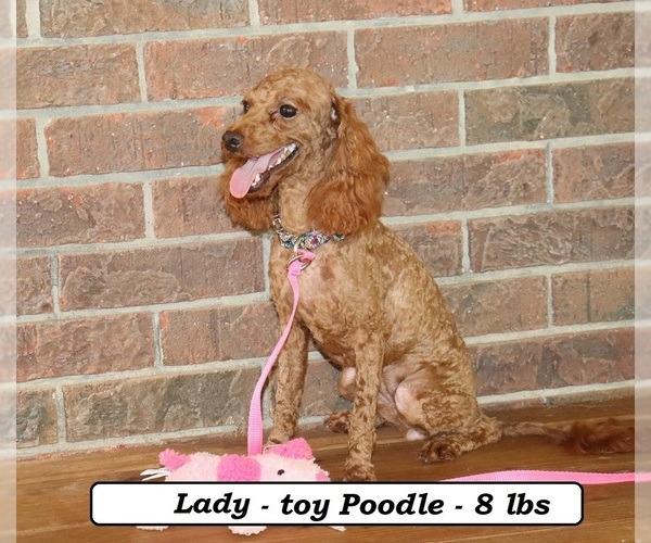 Medium Photo #1 Cavapoo (Miniature) Puppy For Sale in CLARKRANGE, TN, USA