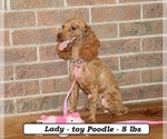 Small Photo #1 Cavapoo (Miniature) Puppy For Sale in CLARKRANGE, TN, USA