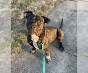 American Pit Bull Terrier-Unknown Mix Dogs for adoption in Coralville, IA, USA