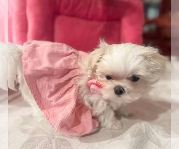 Medium Photo #3 Maltese Puppy For Sale in CLERMONT, FL, USA