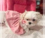 Small #2 Maltese