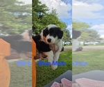 Puppy Blue English Shepherd