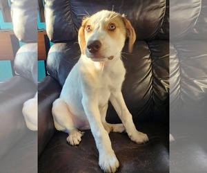 Great Pyrenees-Retriever  Mix Dogs for adoption in pomfret, CT, USA