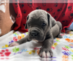 Small Photo #2 Cane Corso Puppy For Sale in WATERBURY, CT, USA