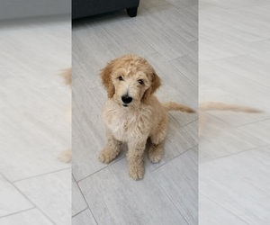 Goldendoodle Puppy for sale in MERCED, CA, USA