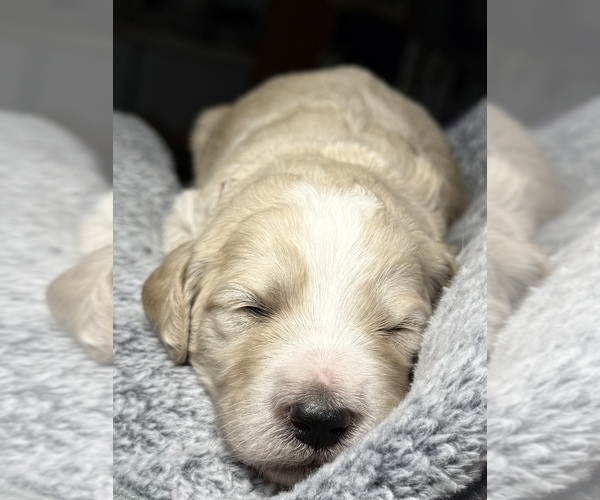 Medium Photo #42 Goldendoodle Puppy For Sale in HOWARD CITY, MI, USA