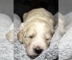Small Photo #42 Goldendoodle Puppy For Sale in HOWARD CITY, MI, USA