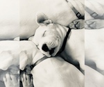 Small Photo #25 Dogo Argentino Puppy For Sale in CANON CITY, CO, USA