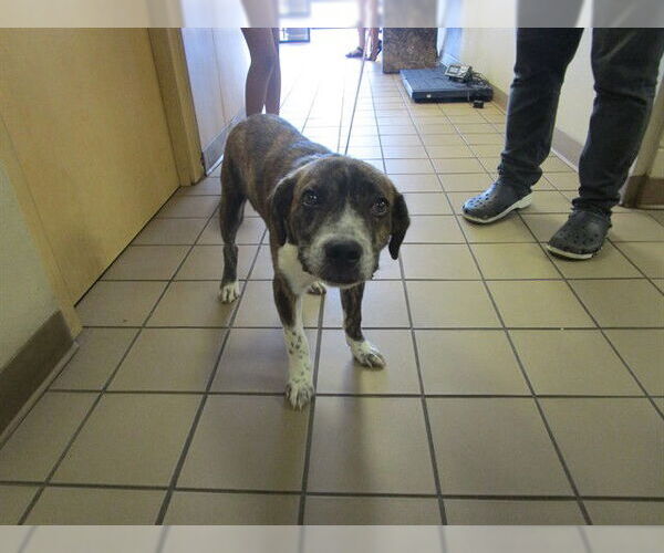 Medium Photo #1 Anatolian Shepherd-Catahoula Leopard Dog Mix Puppy For Sale in Ocala, FL, USA