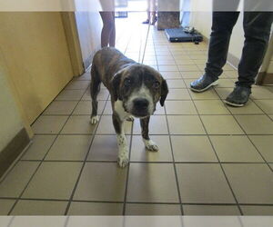 Anatolian Shepherd-Catahoula Leopard Dog Mix Dogs for adoption in Ocala, FL, USA