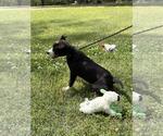 Small #2 Labrador Retriever Mix