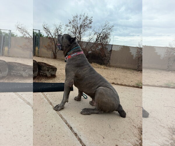 Medium Photo #2 Mastiff Puppy For Sale in Goodyear, AZ, USA