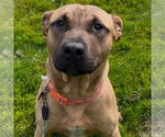Small #1 Black Mouth Cur Mix