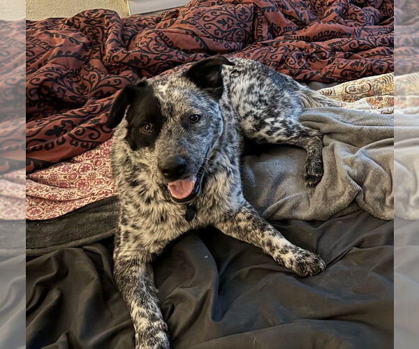 Medium Photo #4 Mutt Puppy For Sale in Springdale, PA, USA