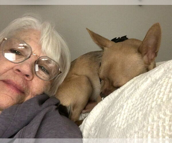 Medium Photo #6 Chihuahua-Unknown Mix Puppy For Sale in Westmont, IL, USA