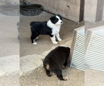 Small Australian Shepherd