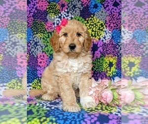 Goldendoodle Puppy for sale in CHRISTIANA, PA, USA