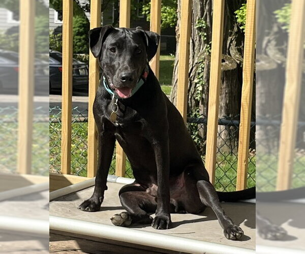 Medium Photo #5 Labrador Retriever-Unknown Mix Puppy For Sale in Mount Laurel, NJ, USA