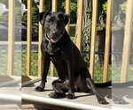 Small #4 Labrador Retriever Mix