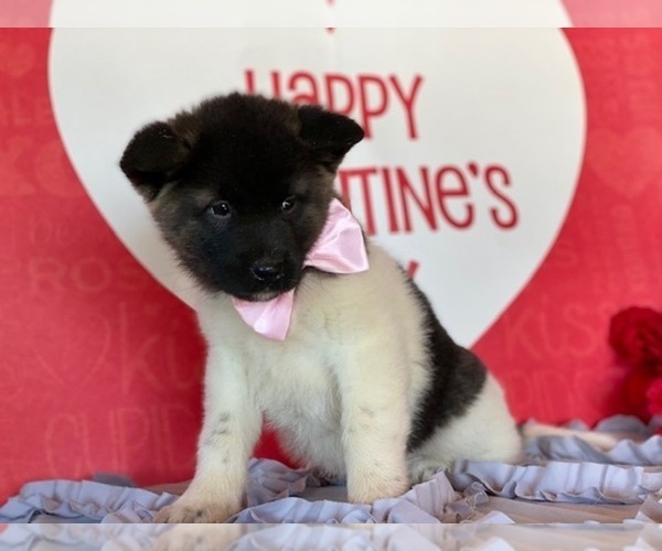 Medium Photo #3 Akita Puppy For Sale in LANCASTER, PA, USA