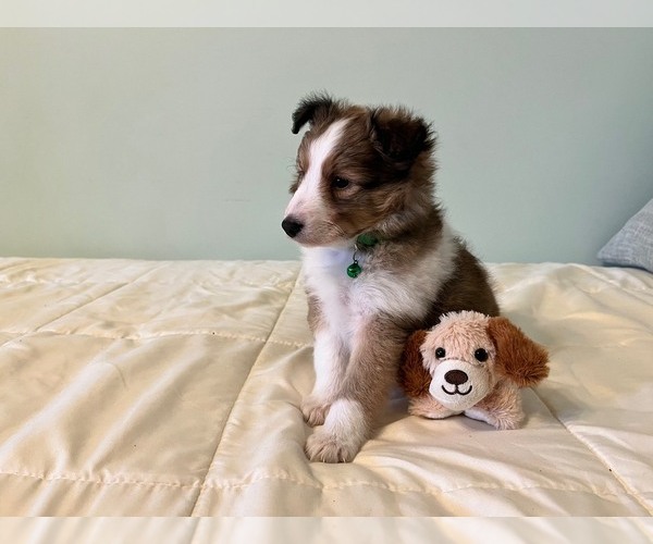 Medium Photo #1 Shetland Sheepdog Puppy For Sale in KINGSPORT, TN, USA