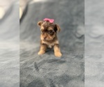 Small #1 Yorkshire Terrier