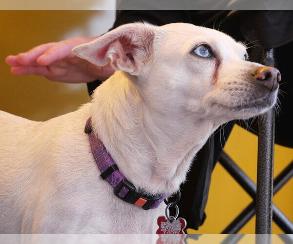 Medium Photo #14 Chihuahua-Unknown Mix Puppy For Sale in San Diego, CA, USA