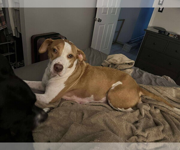 Medium Photo #21 Labrador Retriever-Unknown Mix Puppy For Sale in Derwood, MD, USA
