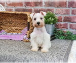 Small #2 Schnauzer (Miniature)