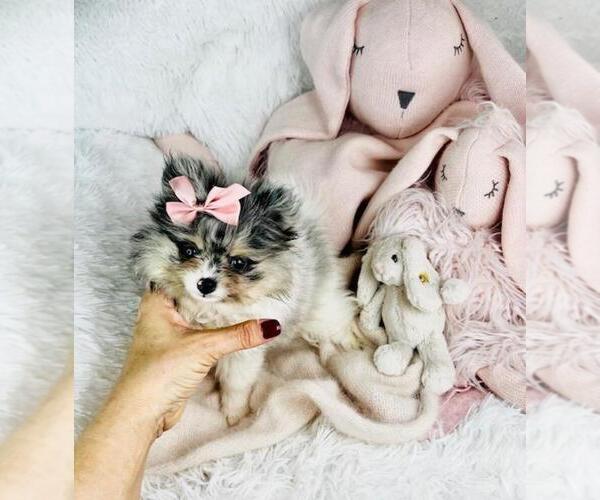 Medium Photo #2 Pomeranian Puppy For Sale in FT LAUDERDALE, FL, USA