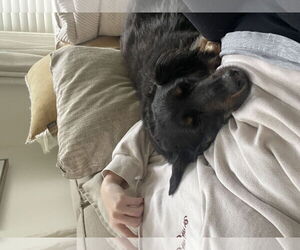 Dachshund Dogs for adoption in Fruitland, SC, USA