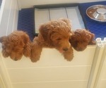 Small Goldendoodle (Miniature)