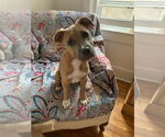 Small #1 Labrador Retriever Mix