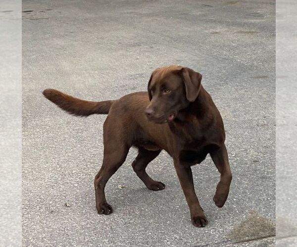 Medium Photo #1 Labrador Retriever Puppy For Sale in NARVON, PA, USA