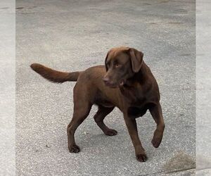 Father of the Labrador Retriever puppies born on 03/13/2025