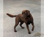 Small Photo #1 Labrador Retriever Puppy For Sale in NARVON, PA, USA