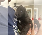 Small Photo #68 Aussiedoodle Puppy For Sale in LONGWOOD, FL, USA