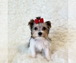 Small #4 Yorkshire Terrier
