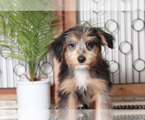 Medium Photo #1 Aussiedoodle Puppy For Sale in NAPLES, FL, USA