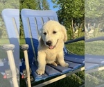 Small Photo #4 Golden Retriever Puppy For Sale in RICHMOND, VA, USA