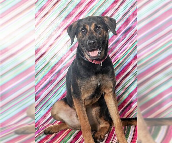 Medium Photo #4 Rottweiler-Unknown Mix Puppy For Sale in Vaughan, Ontario, Canada