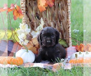 Cocker Spaniel Puppy for sale in HERSHEY, PA, USA